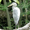 ハンノキ湿地から平和公園の森を歩く