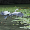 みぬまの野鳥