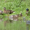 都市公園に7月になっても残るマガモの群れとホシハジロ1羽を確認