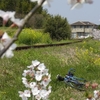 桜・菜の花・いすみ鉄道サイクリング（Apr-2019）