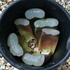 葉挿しのやり方　How to propagate Haworthia from leaf