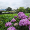 小田原城址公園散策　　あじさいと花菖蒲