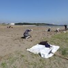 検見川浜コアジサシ保護区整備作業のお手伝いをして来ました。