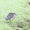 ササゴイ(Little Heron)