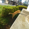 8月前半の #ねこ #cat #猫 その4