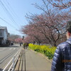 早春の三浦半島１日excursion(６）ひと足早い三浦の桜。