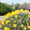 Carl Zeiss Planar T* 50mm F1.4 ZS で撮ってみた