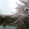 関西の桜〔第715歩〕