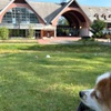 ゆとりろガーデン北軽井沢 with DOGSに宿泊しましたが最高でした!宿泊記
