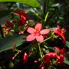 植物園で見た赤い花。ヤトロファ・インテゲリマの花。ナンヨウサクラ。