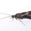 タイにおける害虫の注意点 - 「トビケラ」への対策