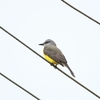 Tropical Kingbird オリーブタイランチョウ