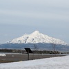 4月の礼文島①