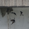 野鳥観察(イワツバメの巣とスズメ)@2024_07_07