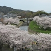 竜田川・斑鳩の桜