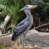 ハシビロコウ１羽死ぬ　那須どうぶつ王国