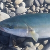 イナダ祭り開催🐟　「ワカシ」から成長した「イナダ」を釣りましょう(･∀･)　IN「I浜海岸」