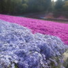 たわわな芝桜