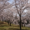 大法師山公園の桜、、、、