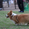 ５か月の仔犬ちゃんと遊びました♪