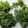 野草の油煮になってしまった