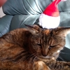 にゃん〜クリスマス