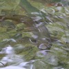 肴ならではの川魚料理　【岩魚の燻製】