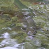 肴ならではの川魚料理　【岩魚の燻製】