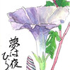 【西東京の植物絵手紙（68）…西東京市谷戸町でアサガオに出会った！】
