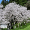 【聖地巡礼】【氷菓】樹齢1100年の臥龍桜を見に行った感想