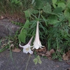 Lilium formosanum　タカサゴユリ