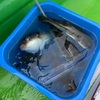 潮騒河豚釣り