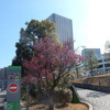 早咲きの梅、桜の花を求めて近隣散策！！（７）