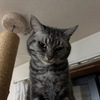 少しずつ日常が戻ってくる中の些細な違和感。