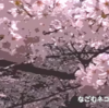 桜 さくら サクラ #36