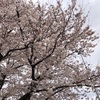 桜公園の桜が満開に！でも風が強い、寒い！
