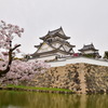 今年の桜 その3