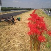 曼珠沙華 ride 181km + brick run / Red spider lily