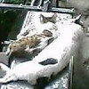 瓜生山猫増殖