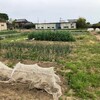 畑のサヤエンドウ