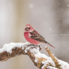 2019年2月9日の鳥撮り- お山(1/2)