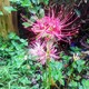 彼岸花が咲きました