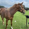 キャロット募集馬見学ツアー③　ノーザンファームY３編