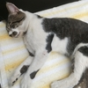 だいぶ良くなってきたけど（野良猫の怪我）