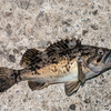 ジグヘッドとワームで魚が釣れたことについて