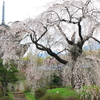 浄専寺のしだれ桜