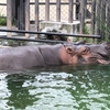 子連れに優しい京都市動物園へ家族旅行！