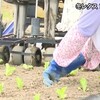 天草郡苓北町で『冬レタス』の苗の植えつけ【熊本】    