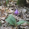 神代植物園（東京都調布市）