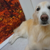 ゴールデンレトリーバーのココナッツちゃん